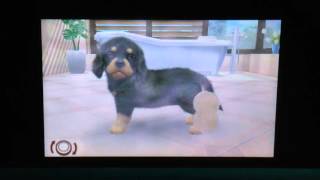 Nintendogs  cats  tricks  training and competitions [upl. by Pape]