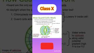 Guard cell functionbiologyguard cellwhat do guard cells do [upl. by Annairoc779]