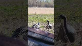 turkey hunting Minnesota spring season [upl. by Anecusa867]