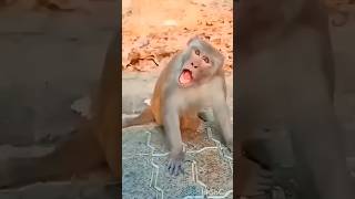 cute robin 🐦💞 amp monkey 🐒 funny 🤣 funnyvideos robin monkey viral video funny cute shorts yt [upl. by Iznekcam249]