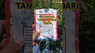 Nordox atasi jamur dan serangan antraknosa atau Patek shorts pertanian cabai farming cabe [upl. by Kistner]