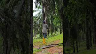 Palm hervesting work viralshort palmoil farming hervesting ytshorts viral malaysia new [upl. by Stearn729]