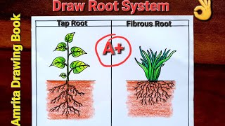 Root System Diagram Easy  How to Draw Tap Root and Fibrous Root step by step  Types of Roots [upl. by Suzette357]