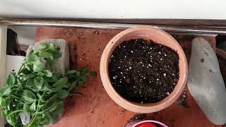 Planting Aptenia cordifolia cuttings [upl. by Ibob]