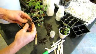 Complete Guide to Starting Tomatoes Indoors Germination to Transplanting  The Rusted Garden 2013 [upl. by Berwick]