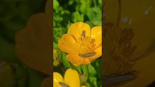 Lurid  Flower Beetles on Buttercup [upl. by Harrad301]