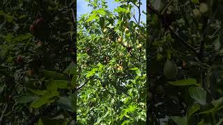 Admiring the jujubes that fill the jujube tree and marveling at the fruits nurtured by nature [upl. by Tersina308]