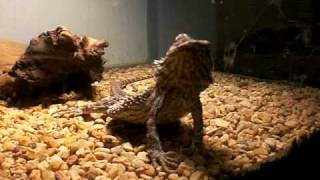 Bearded Dragon Saying Hello [upl. by Greggs]