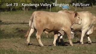 Lot 73 Kandanga Valley Tungston PollScurr Charbray  Sells 3rd August 2024 [upl. by Hughie153]