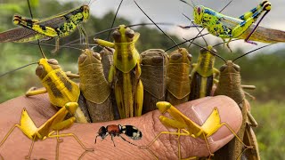 Hunt giant grasshopper monsters‼️catching grasshoppers velvet antsasian yellow praying mantis [upl. by Ahtelrac23]