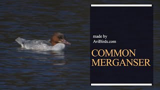 Common Merganser  Goosander Mergus merganser [upl. by Elicul]