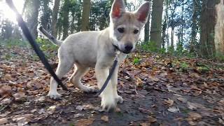 Czechoslovakian wolfdog of 9 weeks and French bulldog playing in the forest [upl. by Nayr]