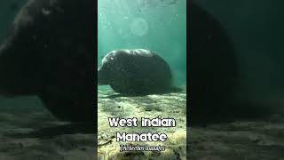 🐬 West Indian Manatee 🐬 animals manatee marinelife freediving scubadiving [upl. by Eintirb607]