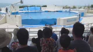 Dolphin Jumps Out of Tank [upl. by Daveda]