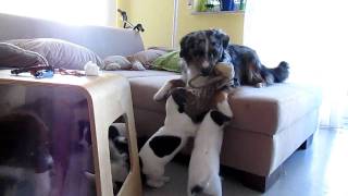 Parson Russell Terrier Welpen mit Mini Aussie Welpe und Mini Aussie [upl. by Ellezaj]