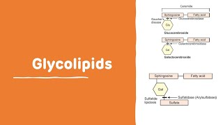 Glycolipids With Examples  Chemistry of Lipid  Glycolipids [upl. by Ahsinrac976]