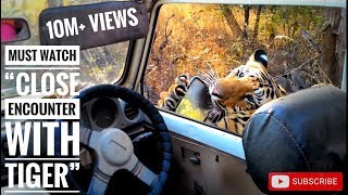 Must watch quotclose encounter with tiger T6 cubs bittu and srinivasquot karhandla 1116 [upl. by Ahsas673]