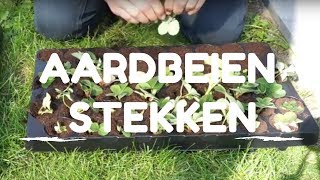 Toms Moestuin 2017 Aardbeien uitlopers stekken  vermeerderen [upl. by Fiden191]