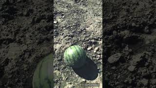 【Mangalica pig happily eats watermelon】十勝ロイヤルマンガリッツァ mangalica animals 十勝 放牧豚 watermelon pig [upl. by Eidualc]