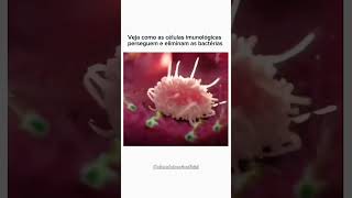 Como as Células Imunológicas Eliminam Bactérias 🦠 ciência bacteria biology [upl. by Williams]