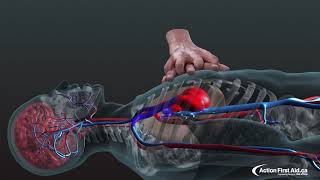 CPR in Action  A 3D look inside the body [upl. by Ehrsam]