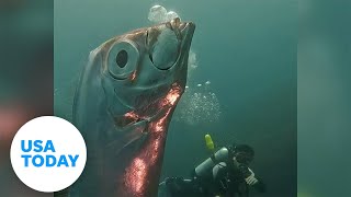 Divers encounter weird reflective silver fish  USA TODAY [upl. by Emya]