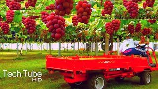 Amazing Grape Farming And Grape Picking Technology  Grape Harvest Machine [upl. by Forta8]