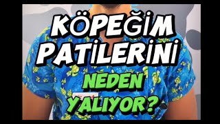 Köpeğim Patilerini çok yalıyor Köpeğim Patilerini neden yalıyor [upl. by Estrella129]