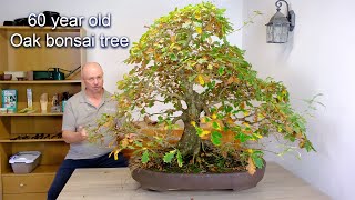 Huge Powerful amp Mighty English Oak Bonsai Journey 60YearOld Quercus robur Hardy Bonsai Tree [upl. by Fraze]