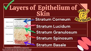 Anatomy and Physiology of the Skin  The Integumentary System Epithelial Tissue Histology Explained [upl. by Ave]