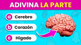 Identifica las PARTES y ÓRGANOS del Cuerpo por la IMAGEN 🫁🤔✅  Test del Cuerpo Humano🧍‍♂️🧍‍♀️ [upl. by Nnylarej]