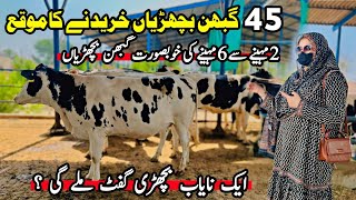 Heifers For Sale In Rustam Dairy Farm  Pregnant Heifers  Imported Heifer  Pk Janwar Mandi 2024 [upl. by Ag]