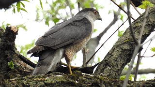 Épervier cooper et son repas Cooper Hawk and its meal [upl. by Curr]