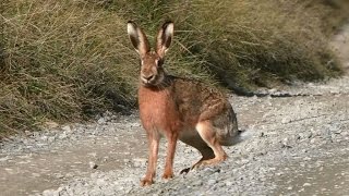 Chasse du lièvre aux chiens courants [upl. by Eenot]