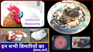 coccidiosis in chickens treatmentlow cost poultry farmgardan ghum jane kailajdesi murgi palan [upl. by Annavas]