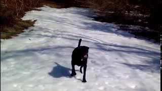 Black Lab dog body slides in the snow [upl. by Clemens9]