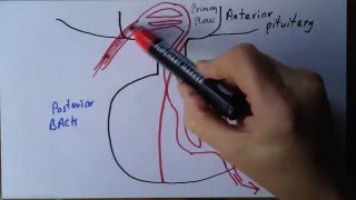 Pituitary gland part 2 portal system [upl. by Corilla]