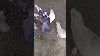 Anshkabutar baj pigeonDevra dhodi ke AashiqBA kabutarsong video [upl. by Brooks]