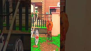 💥💯Bail pola 2022💦🔥short 🐴🐴🐴🐴bail bailgadasharyat viral video 🐎🐎🐎 [upl. by Natsyrk875]