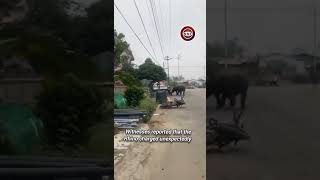 A biker and several bystanders escaped from a rhino in Chitwan Nepal nepal chitwannepal rhino [upl. by Xaviera]