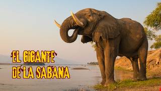 EL GIGANTE DE LA SABANA  La Saga del Elefante Africano  Documental nature viral lion animal [upl. by Beitris]