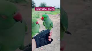 Ringneck parrot male female viralvideo [upl. by Pickens]