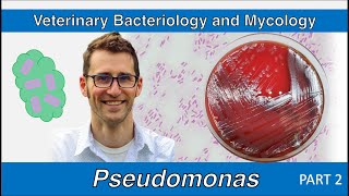 Pseudomonas  nonfermenters Part 2  Veterinary Bacteriology and Mycology [upl. by Hales]