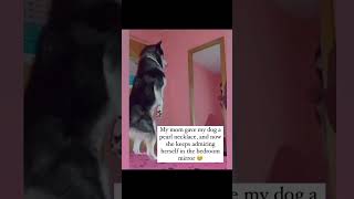 Diamonds amp Pearls 💎 dogshorts dogsofinstagram dog doglover dogs dogsofyoutube dogsoftiktok [upl. by Marella]