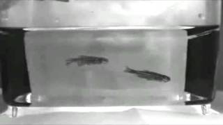 闘い後の遺伝子改変ゼブラフィッシュの敗者の行動  Abnormal behavior of transgenic loser zebrafish 10 minutes after a fight [upl. by Stafford92]