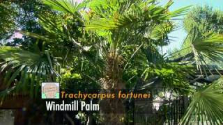 Palms and Other Hardy Tropicals [upl. by Anavoig302]