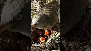 Wild Babbler Birds Expert Caregivers of the Nest shortsviral ytshort [upl. by Nylhtiak]