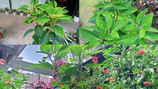 Poinsettia Plant 🌵☘️ Repotting  My House Gardening  Bibarflowers [upl. by Gunner]