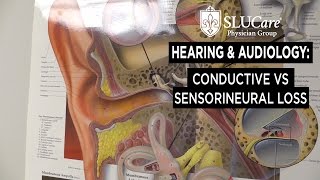 What is the Difference Between Conductive and Sensorineural Hearing Loss  SLUCare Audiology [upl. by Isnyl638]