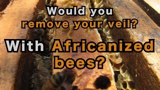 Africanized Bees Without a Veil [upl. by Duky711]